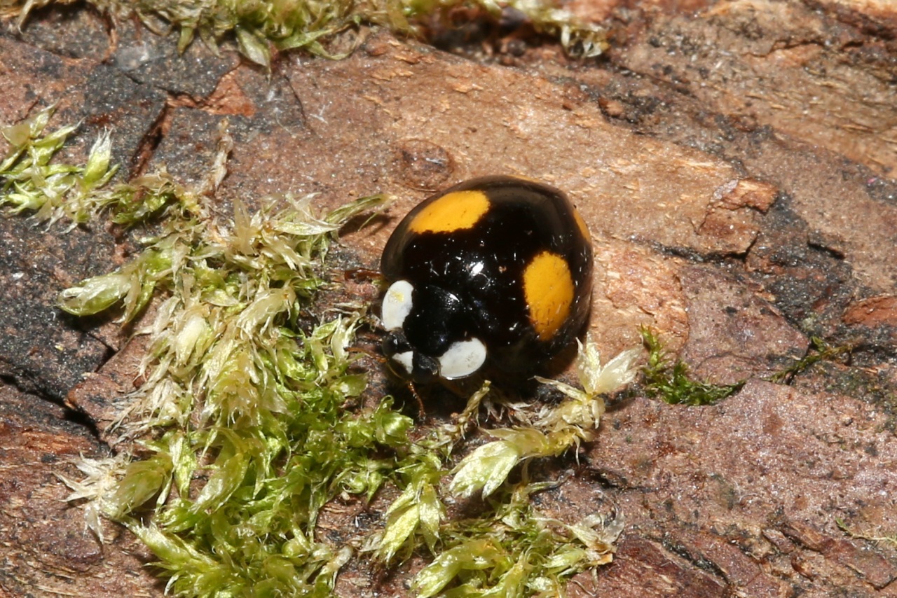 Harmonia axyridis (Pallas, 1773) f. spectabilis - Coccinelle asiatique