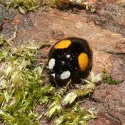 Harmonia axyridis (Pallas, 1773) f. spectabilis - Coccinelle asiatique