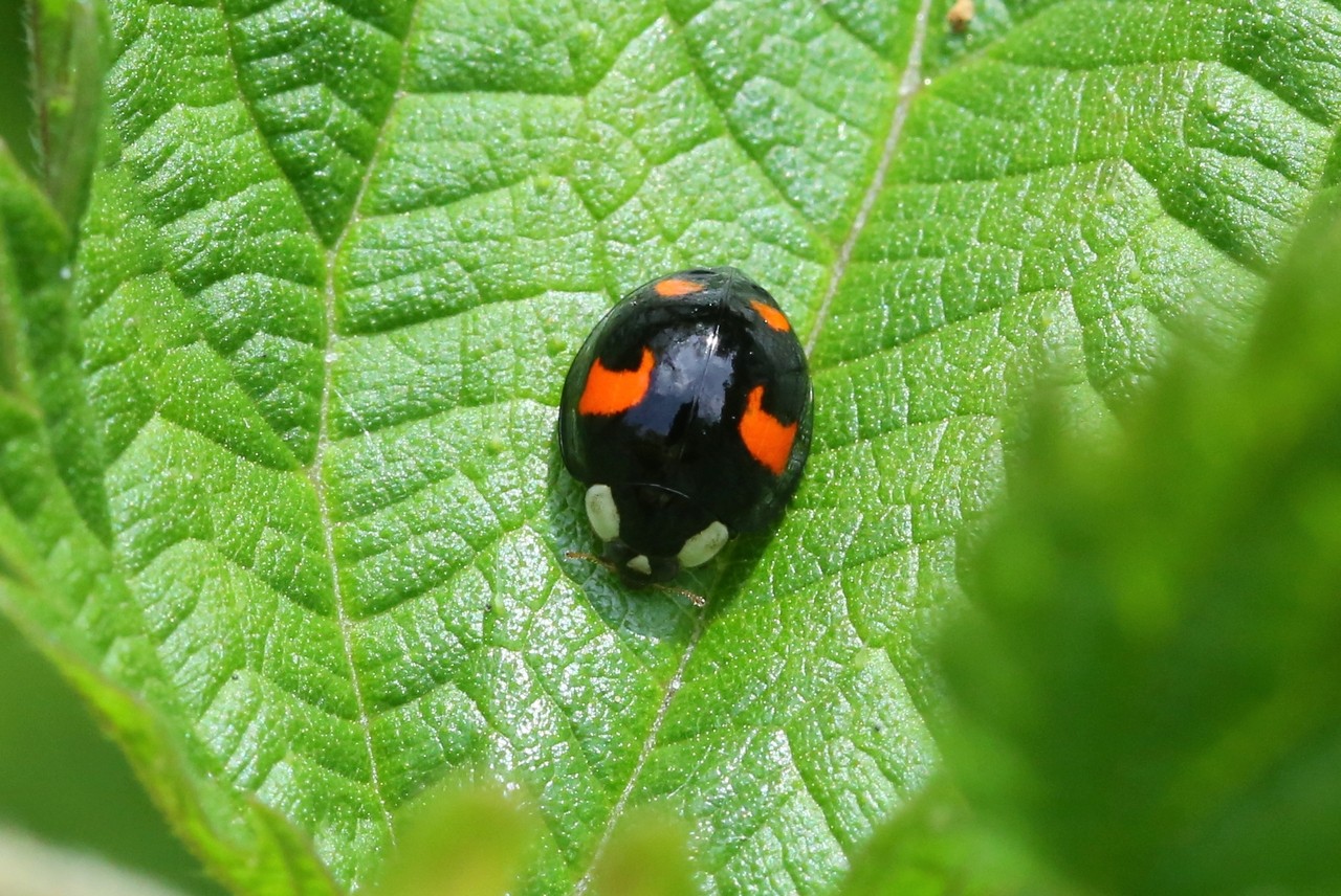 Harmonia axyridis (Pallas, 1773) f. succinea - Coccinelle asiatique 