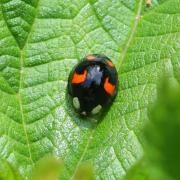 Harmonia axyridis (Pallas, 1773) f. succinea - Coccinelle asiatique 