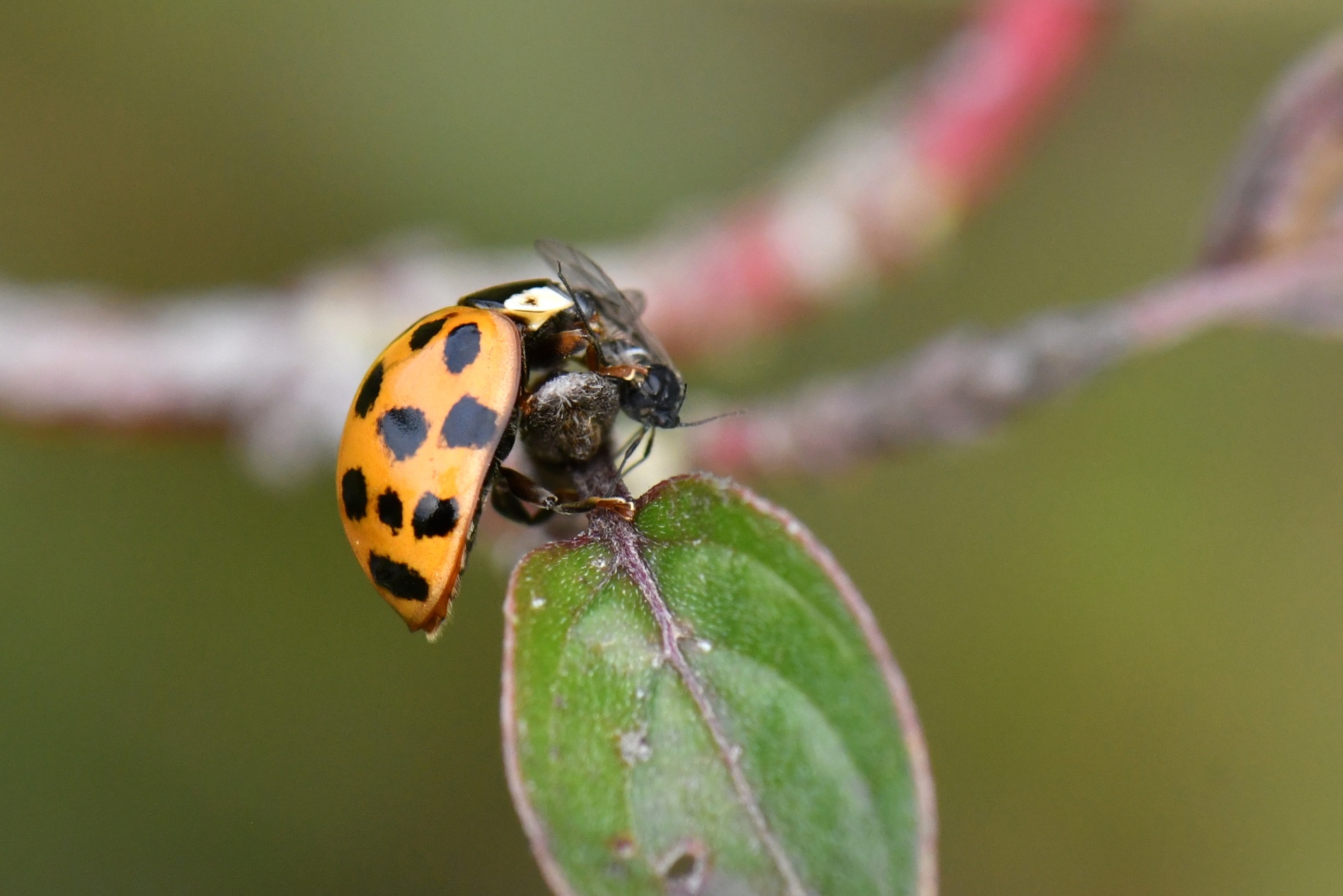 Harmonia axyridis (Pallas, 1773) - Coccinelle asiatique 