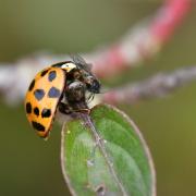 Harmonia axyridis (Pallas, 1773) - Coccinelle asiatique 