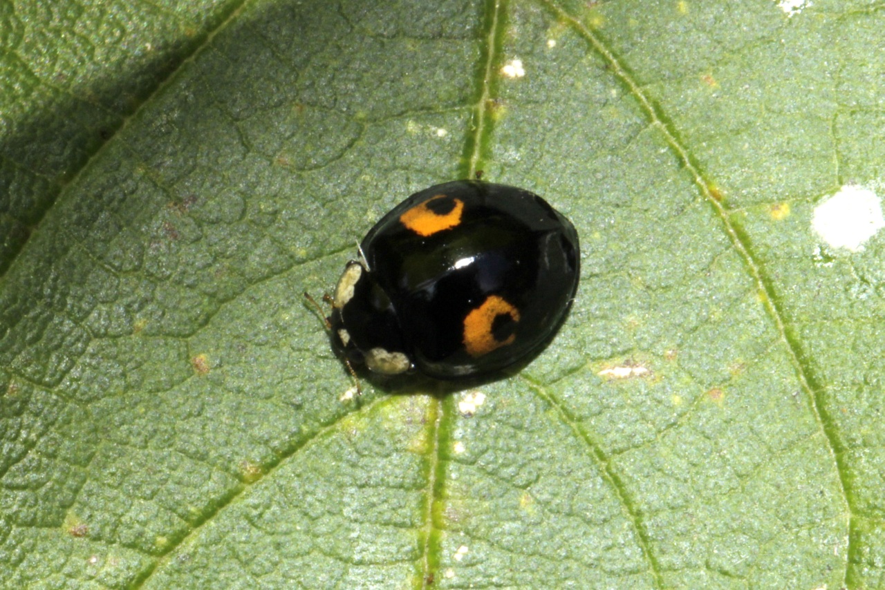 Harmonia axyridis (Pallas, 1773) f. conspicua - Coccinelle asiatique