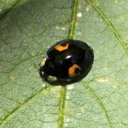 Harmonia axyridis (Pallas, 1773) f. conspicua - Coccinelle asiatique