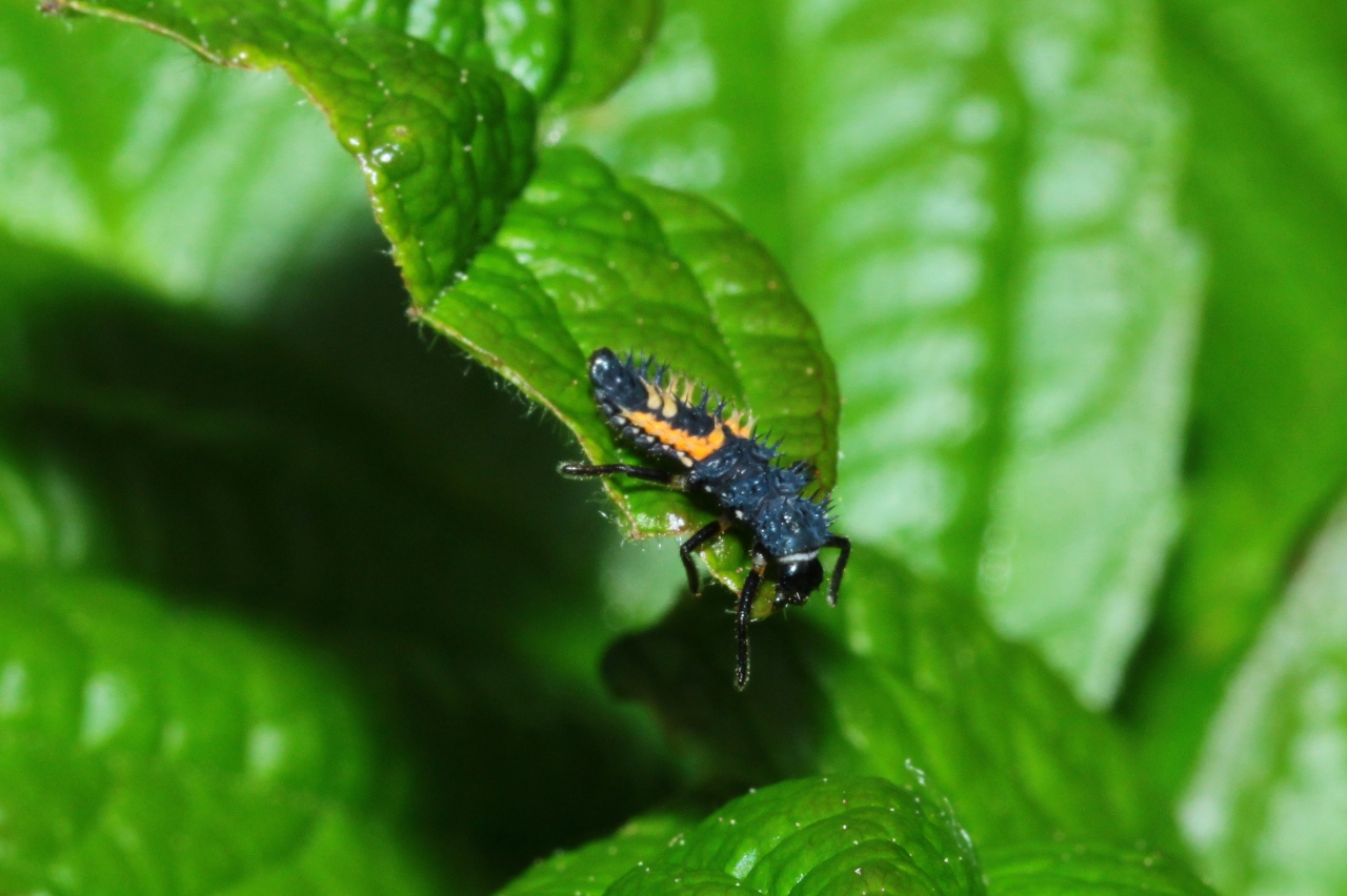 Harmonia axyridis (Pallas, 1773) - Coccinelle asiatique (larve)