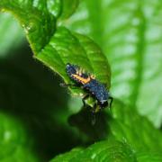 Harmonia axyridis (Pallas, 1773) - Coccinelle asiatique (larve)