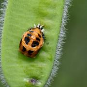 Harmonia axyridis (Pallas, 1773) - Coccinelle asiatique (nymphe) 