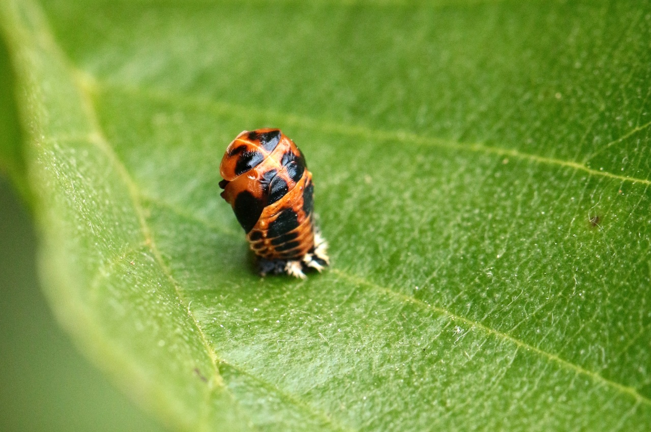 Harmonia axyridis (Pallas, 1773) - Coccinelle asiatique (nymphe)