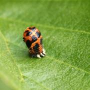 Harmonia axyridis (Pallas, 1773) - Coccinelle asiatique (nymphe)