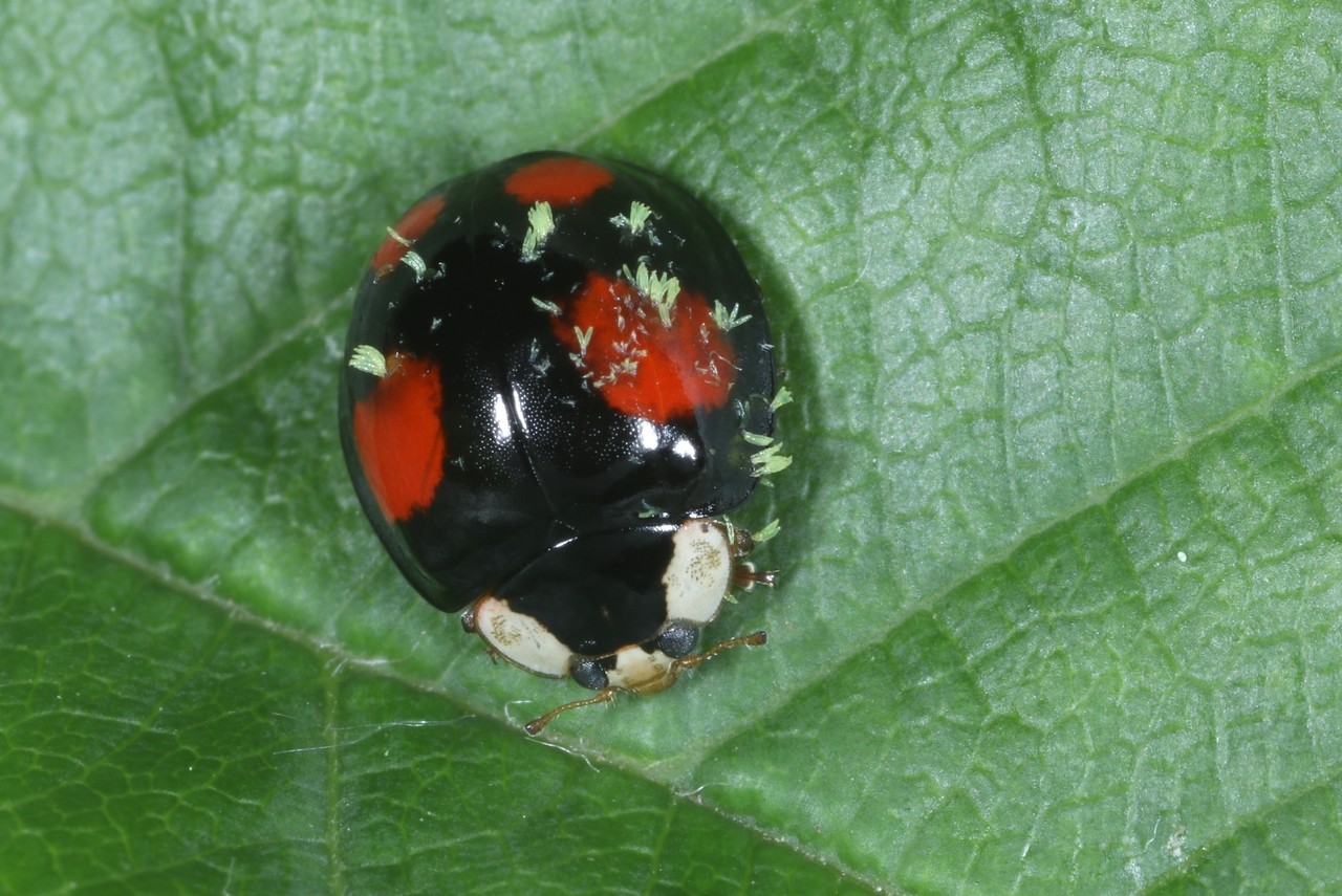 Harmonia axyridis (Pallas, 1773) parasitée par Hesperomyces harmoniae