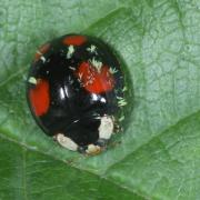 Harmonia axyridis (Pallas, 1773) parasitée par Hesperomyces harmoniae