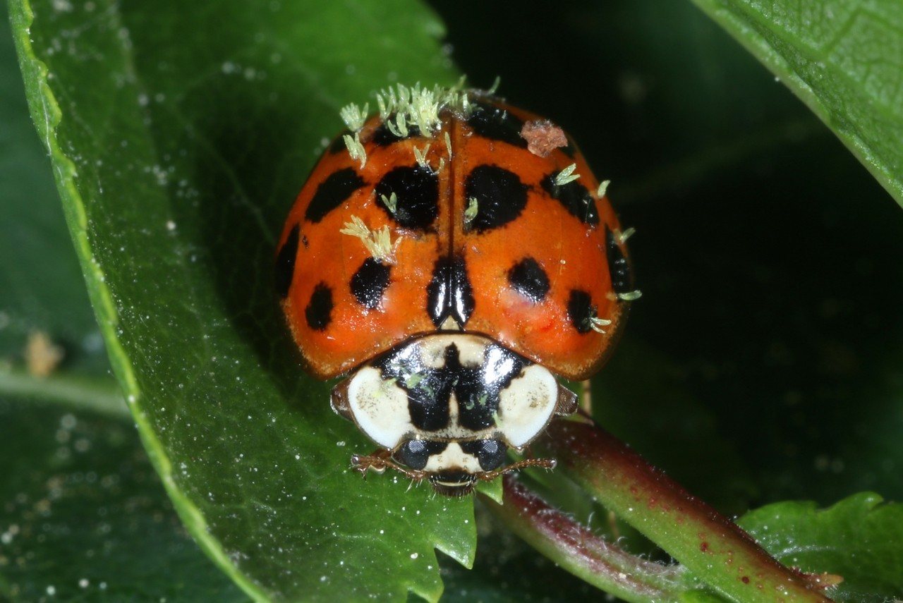 Harmonia axyridis (Pallas, 1773) parasitée par Hesperomyces harmoniae