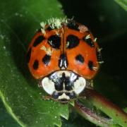 Harmonia axyridis (Pallas, 1773) parasitée par Hesperomyces harmoniae