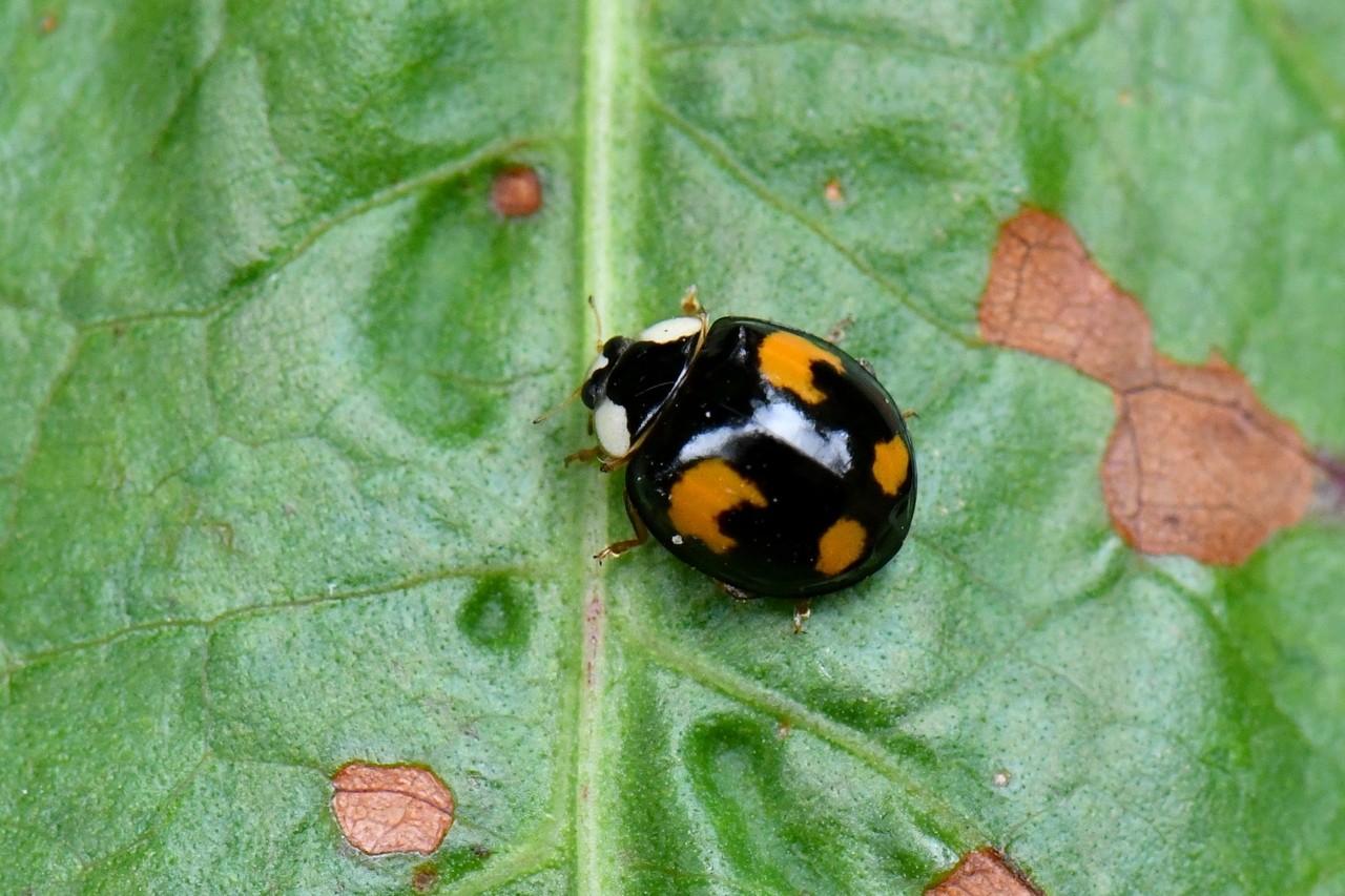 Harmonia axyridis (Pallas, 1773) f. spectabilis - Coccinelle asiatique