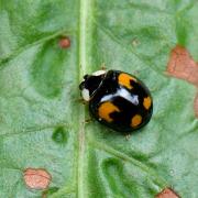 Harmonia axyridis (Pallas, 1773) f. spectabilis - Coccinelle asiatique