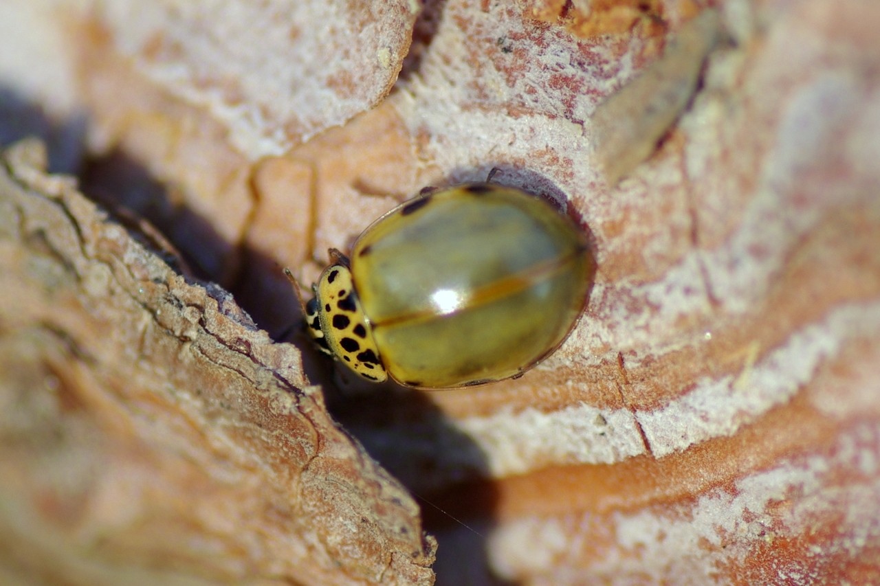 Harmonia quadripunctata (Pontoppidan, 1763) - Coccinelle à quatre points 