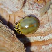 Harmonia quadripunctata (Pontoppidan, 1763) - Coccinelle à quatre points 