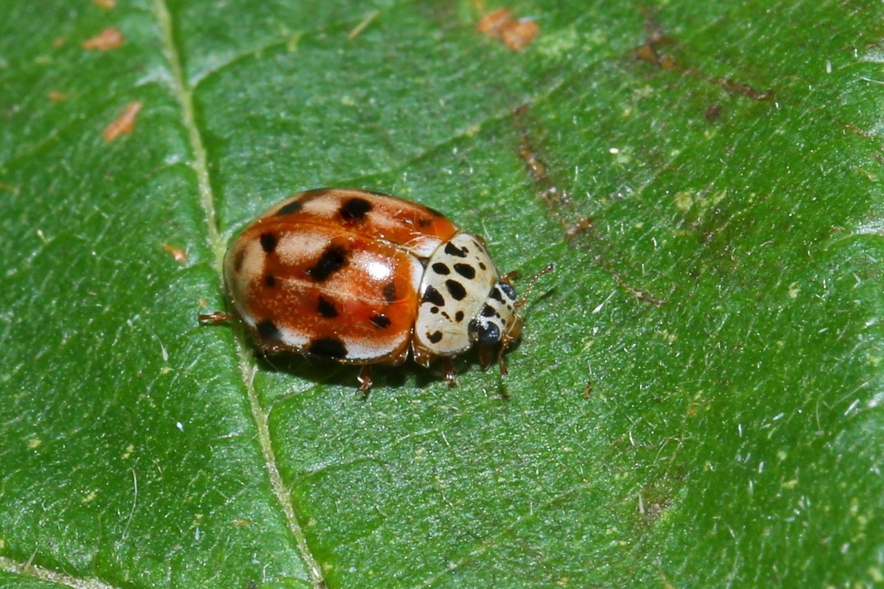 Harmonia quadripunctata (Pontoppidan, 1763) - Coccinelle à quatre points