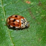 Harmonia quadripunctata (Pontoppidan, 1763) - Coccinelle à quatre points