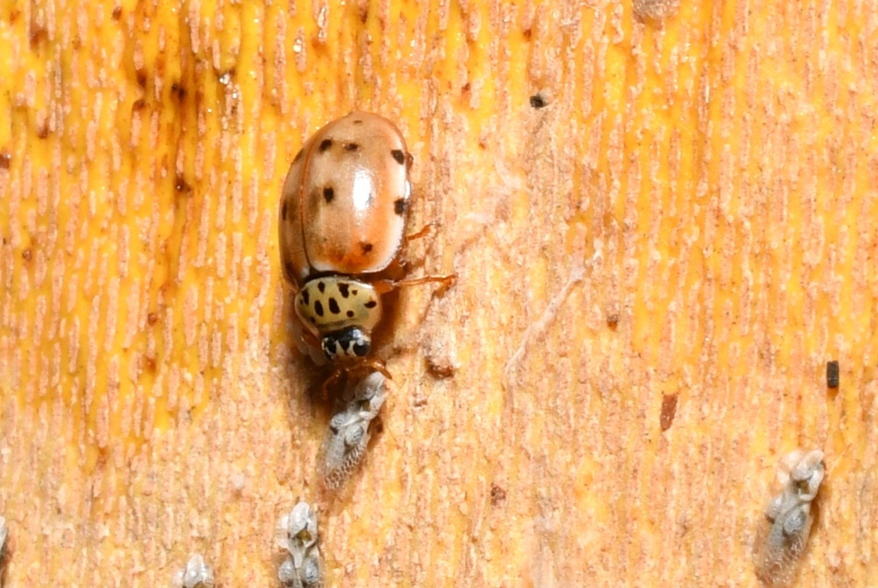 Harmonia quadripunctata (Pontoppidan, 1763) - Coccinelle à quatre points