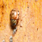 Harmonia quadripunctata (Pontoppidan, 1763) - Coccinelle à quatre points