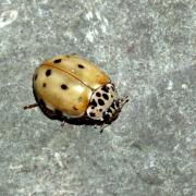 Harmonia quadripunctata (Pontoppidan, 1763) - Coccinelle à quatre points