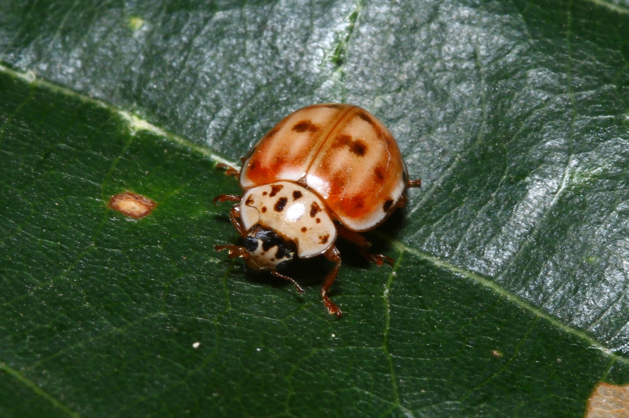 Harmonia quadripunctata (Pontoppidan, 1763) - Coccinelle à quatre points