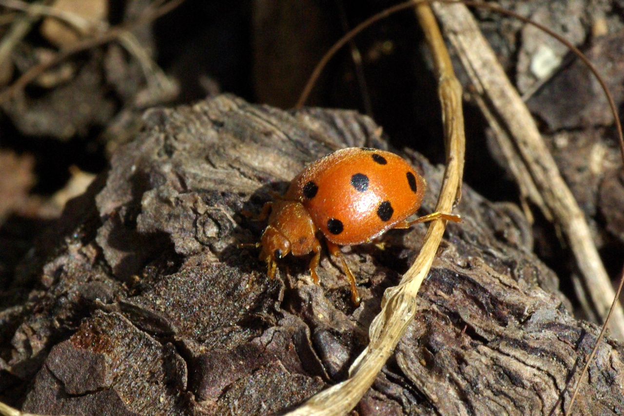 Henosepilachna argus (Geoffroy in Fourcroy, 1785) - Coccinelle de la Bryone