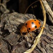 Henosepilachna argus (Geoffroy in Fourcroy, 1785) - Coccinelle de la Bryone