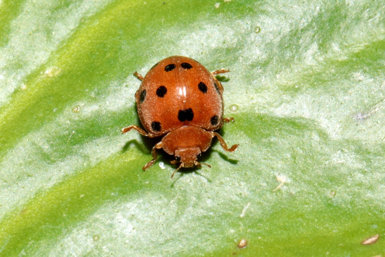 Henosepilachna argus (Geoffroy in Fourcroy, 1785) - Coccinelle de la Bryone