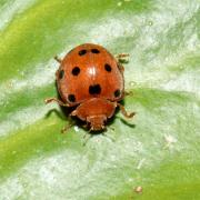 Henosepilachna argus (Geoffroy in Fourcroy, 1785) - Coccinelle de la Bryone