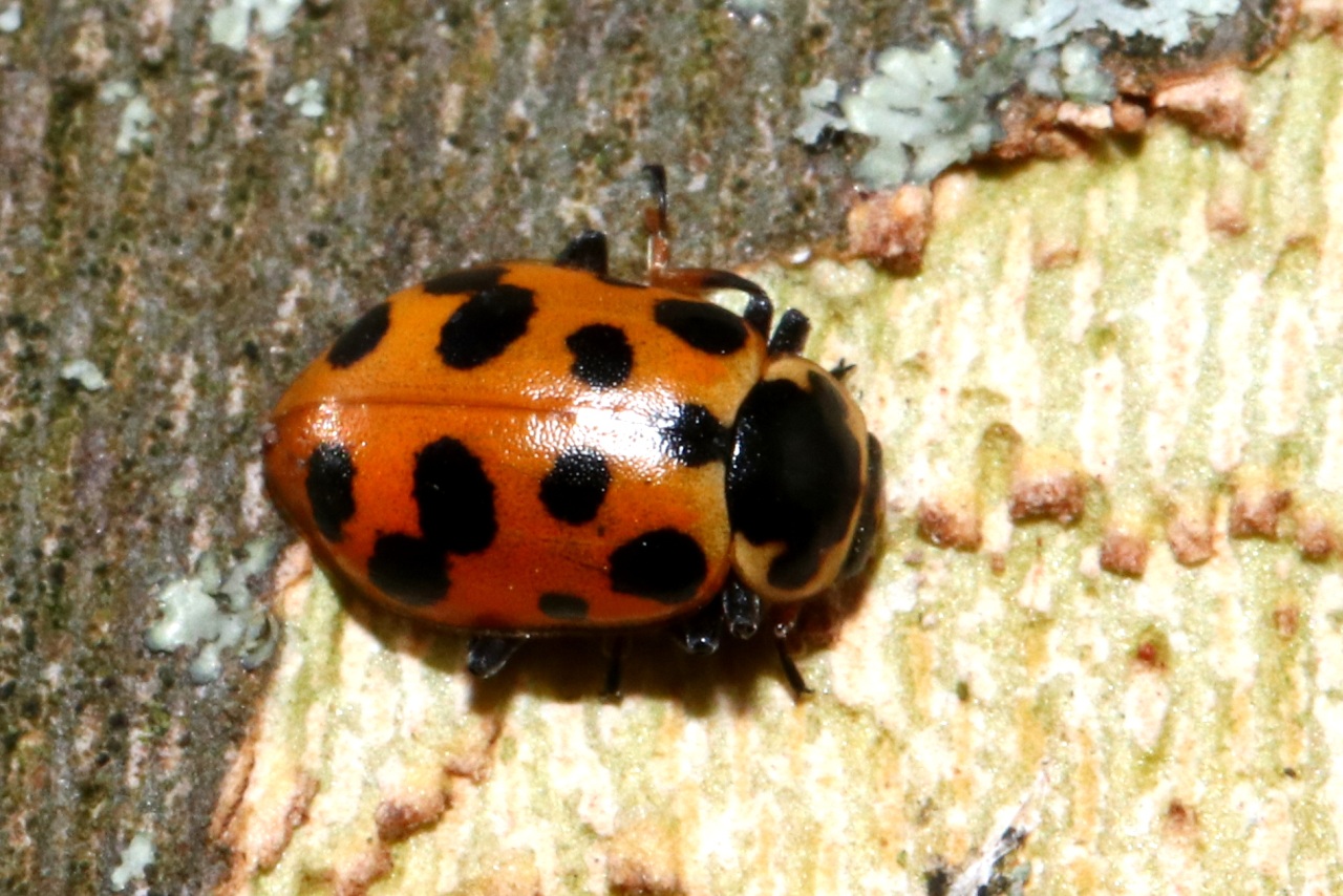 Hippodamia tredecimpunctata (Linnaeus, 1758) - Coccinelle à 13 points