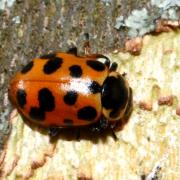 Hippodamia tredecimpunctata (Linnaeus, 1758) - Coccinelle à 13 points