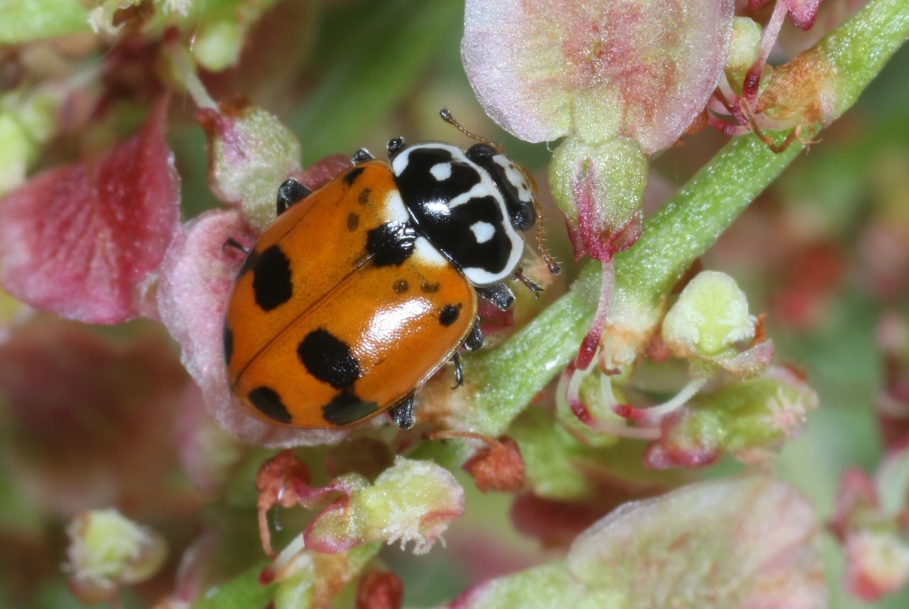 Hippodamia variegata (Goeze, 1777) - Coccinelle des Friches