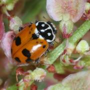 Hippodamia variegata (Goeze, 1777) - Coccinelle des Friches