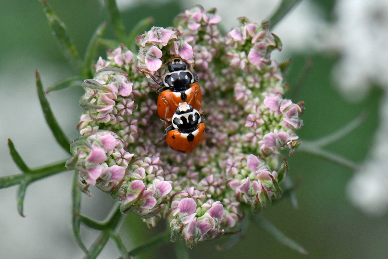 Hippodamia variegata (Goeze, 1777) - Coccinelle des Friches (accouplement)