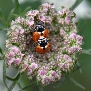 Hippodamia variegata (Goeze, 1777) - Coccinelle des Friches (accouplement)