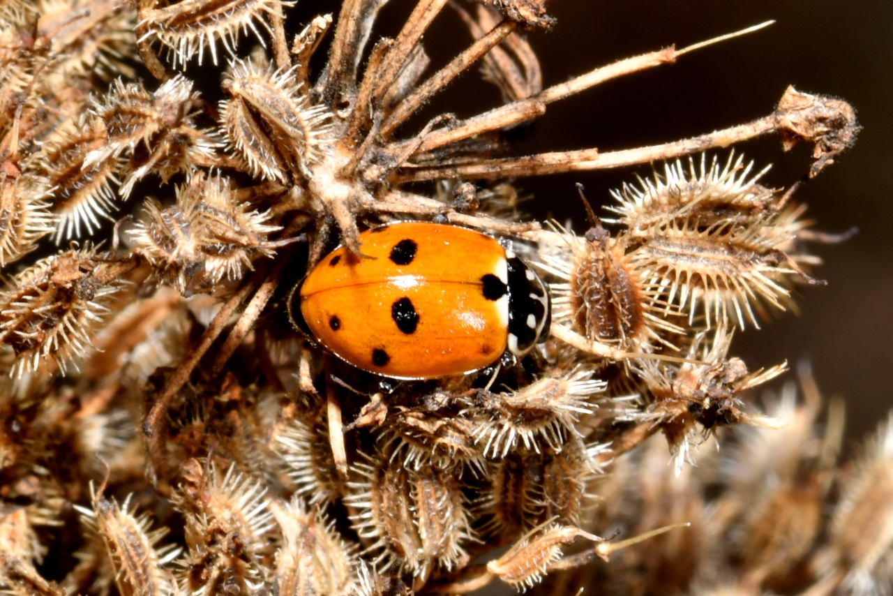 Hippodamia variegata (Goeze, 1777) - Coccinelle des Friches