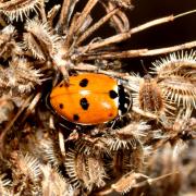 Hippodamia variegata (Goeze, 1777) - Coccinelle des Friches