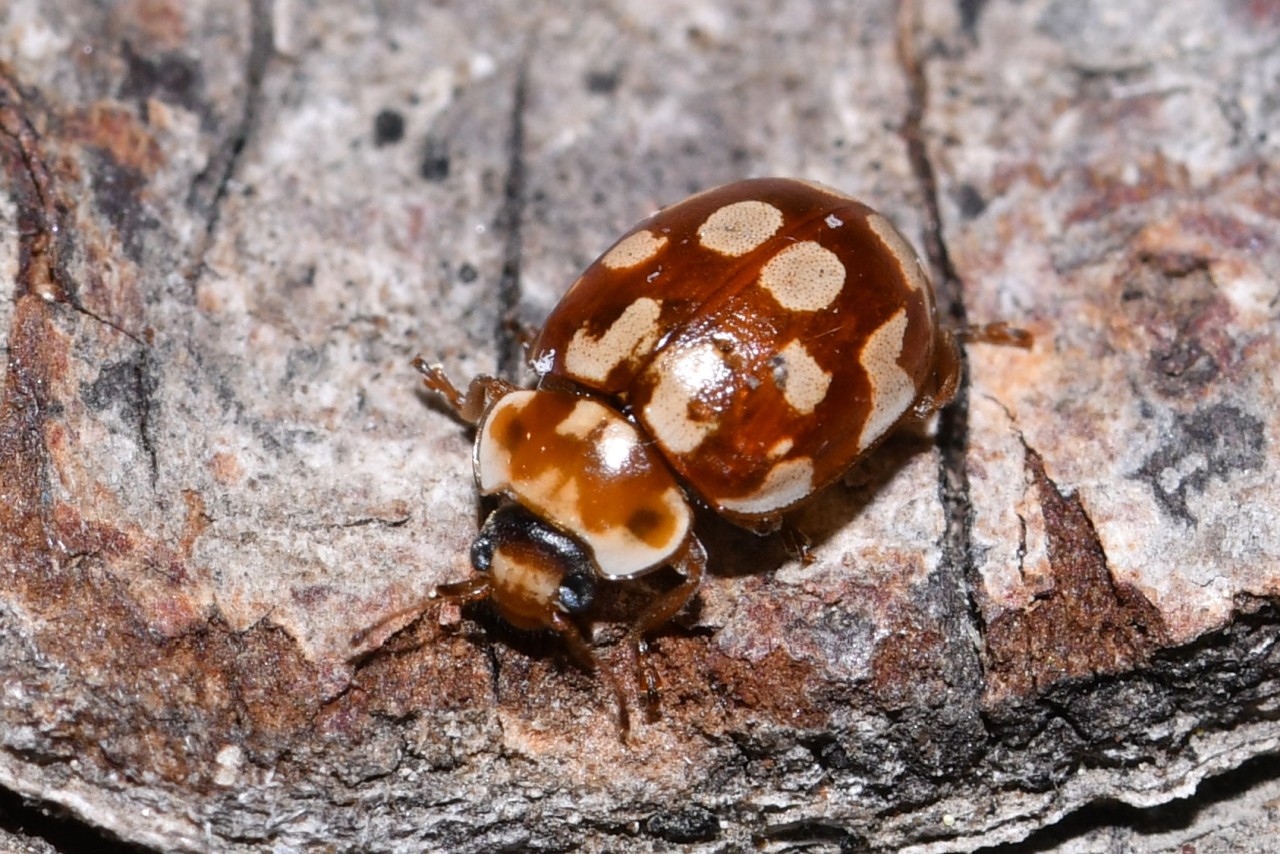 Myrrha octodecimguttata (Linnaeus, 1758) - Coccinelle des Pins