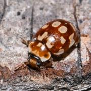 Myrrha octodecimguttata (Linnaeus, 1758) - Coccinelle des Pins