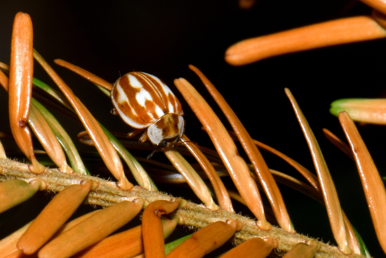 Myzia oblogonguttata (Linnaeus, 1758) - Coccinelle zébrée