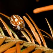 Myzia oblogonguttata (Linnaeus, 1758) - Coccinelle zébrée