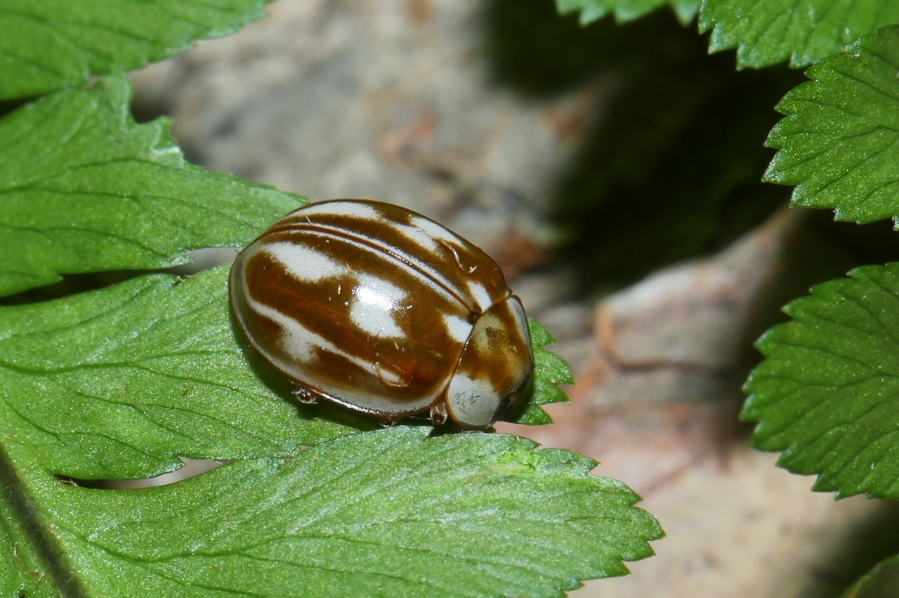 Myzia oblongoguttata (Linnaeus, 1758) - Coccinelle zébrée 