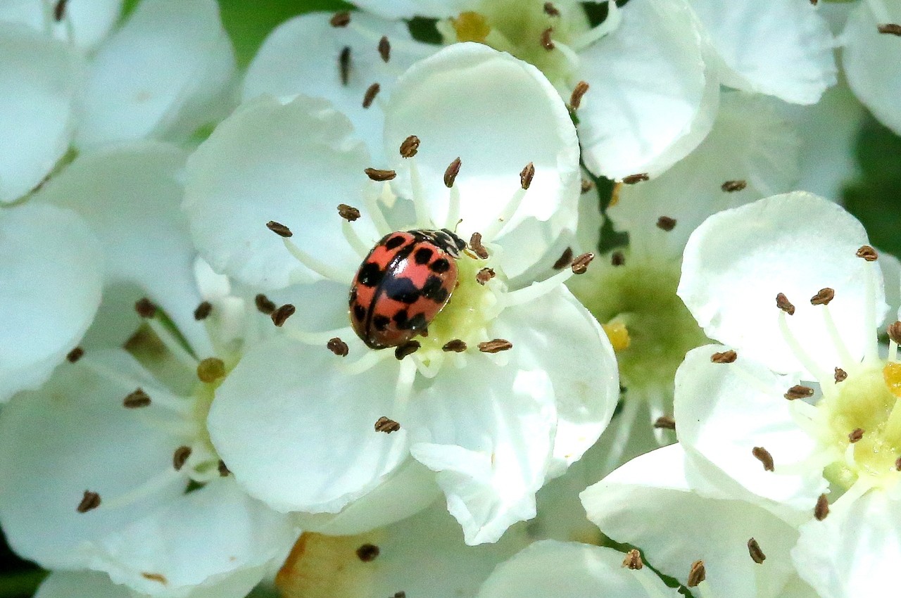 Oenopia conglobata (Linnaeus, 1758) - Coccinelle rose, Coccinelle joker