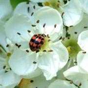 Oenopia conglobata (Linnaeus, 1758) - Coccinelle rose, Coccinelle joker