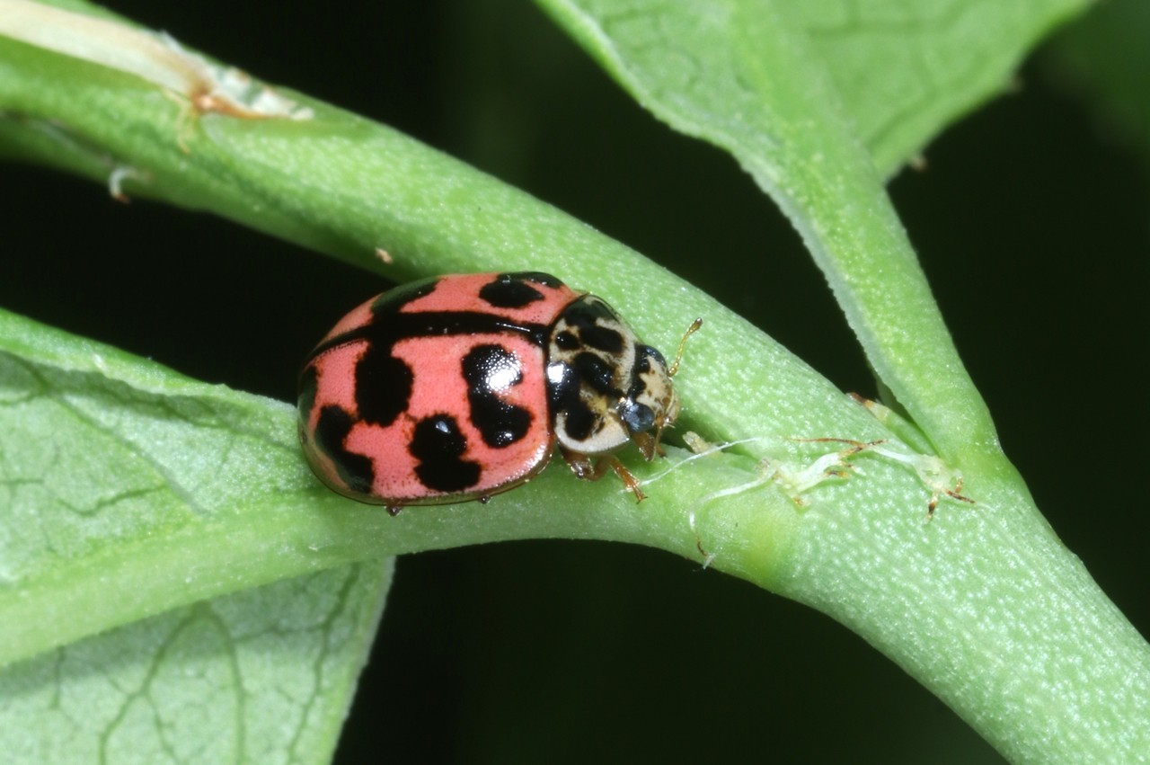 Oenopia conglobata (Linnaeus, 1758) - Coccinelle rose, Coccinelle joker