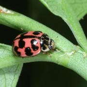 Oenopia conglobata (Linnaeus, 1758) - Coccinelle rose, Coccinelle joker