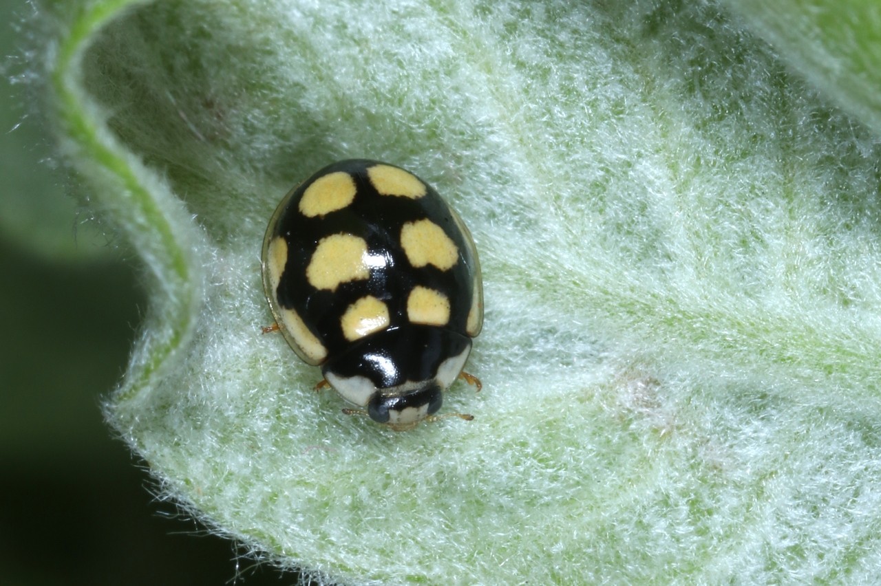 Oenopia lyncea (Olivier, 1808)