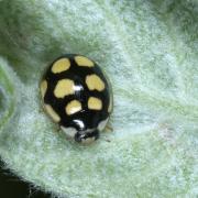 Oenopia lyncea agnatha (Rosenhauer, 1847)